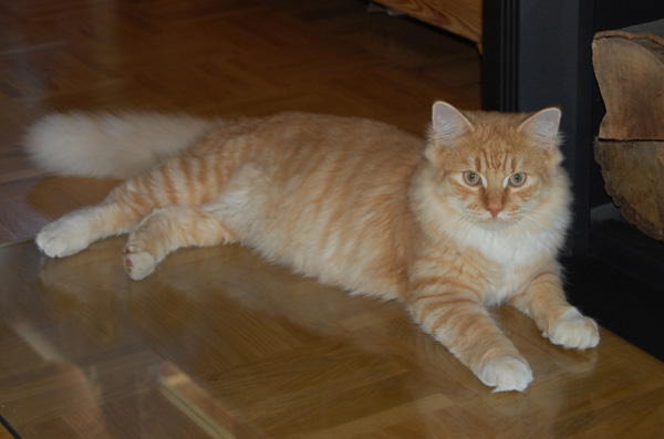 so ein hübscher Kerl.jpg